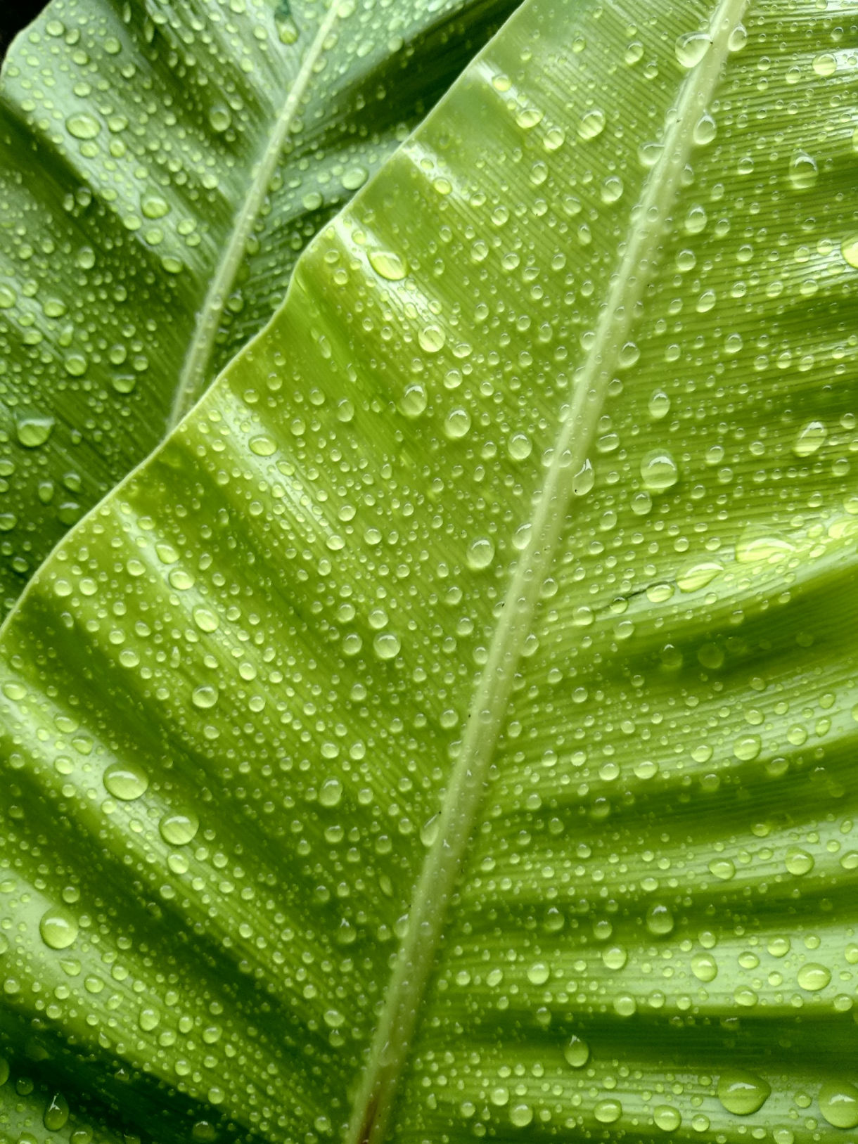 Grünes Blatt mit Wassertropfen